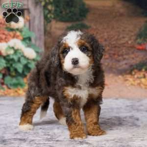 Kyra, Mini Bernedoodle Puppy